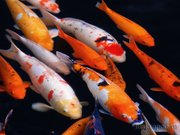 Рыба для пруда и аквариума (КОИ и КОМЕТЫ)